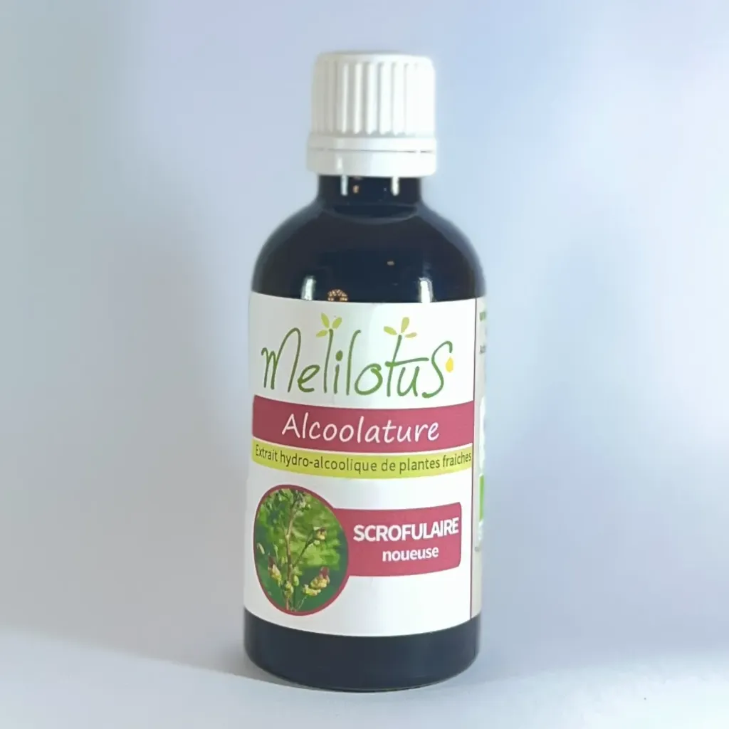Scrophulaire