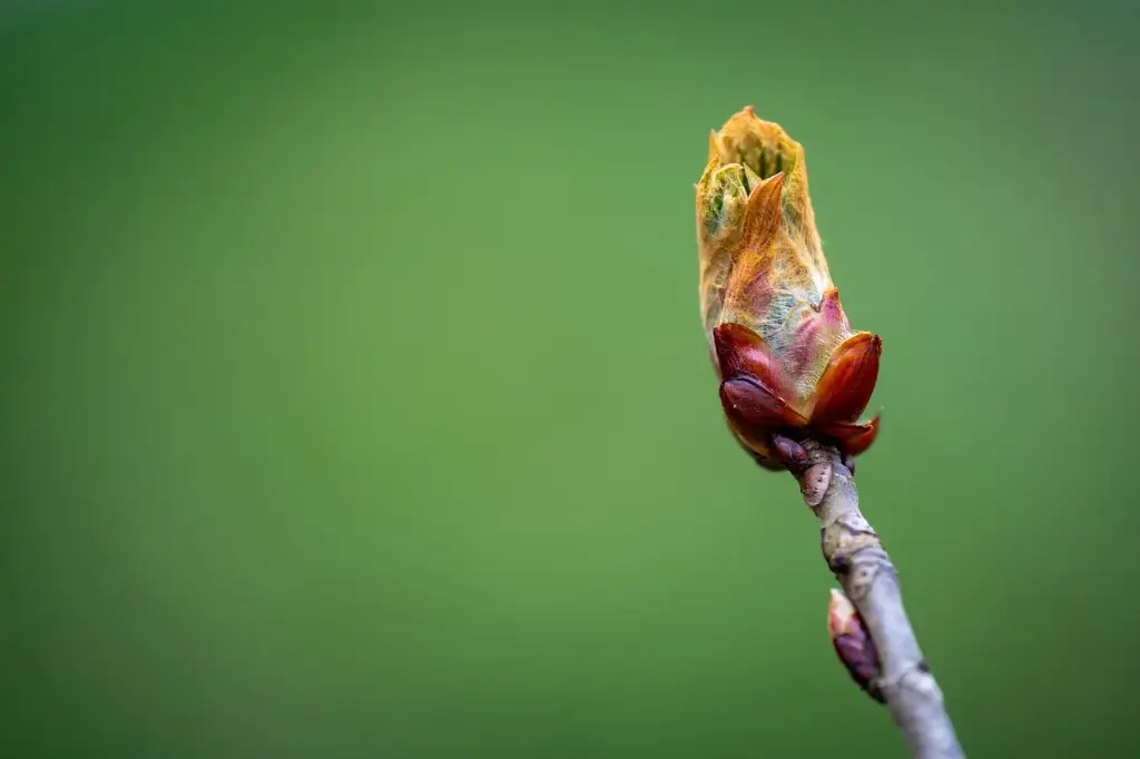 N°07 - Chestnut bud - Inattention et précipitation, erreurs répétitives - 5mL