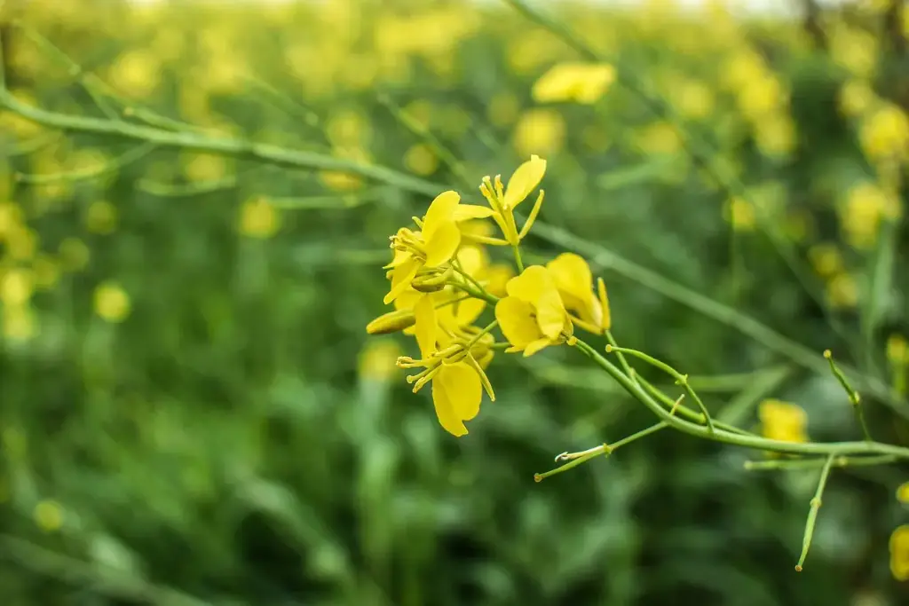 N°21 - Mustard - Rires aux larmes - 5mL