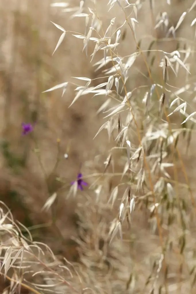 N°36 - Wild oat - Dispersion et indécision concernant les choix de vie - 5mL