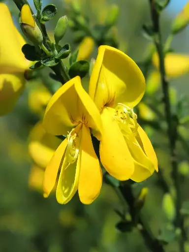 N°13 - Gorse - Désespoir avec résignation - 5mL