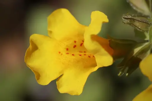 N°20 - Mimulus - Peur de choses concrètes, précises - 5mL