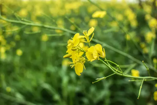 N°21 - Mustard - Rires aux larmes - 5mL